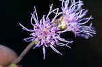 Roughleaf blazing star <BR>Tall blazing star